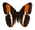  (Adelpha marciaDHJ02 - 01-SRNP-897)  @15 [ ] CreativeCommons - Attribution Non-Commercial Share-Alike (2005) Unspecified Guanacaste Dry Forest Conservation Fund