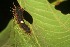  ( - 07-SRNP-3966)  @12 [ ] CreativeCommons - Attribution Non-Commercial Share-Alike (2013) Daniel H. Janzen Guanacaste Dry Forest Conservation Fund