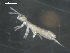  (Parisotoma notabilis - CHU06-COL-0955)  @15 [ ] CC-0 (2009) David Porco Unspecified