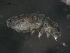  (Neanuridae - CHU06-COL-1001)  @16 [ ] CC-0 (2009) David Porco Unspecified