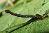  ( - 08-SRNP-37461)  @12 [ ] CreativeCommons - Attribution Non-Commercial Share-Alike (2013) Daniel H. Janzen Guanacaste Dry Forest Conservation Fund