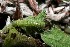  ( - 09-SRNP-35677)  @12 [ ] CreativeCommons - Attribution Non-Commercial Share-Alike (2013) Daniel H. Janzen Guanacaste Dry Forest Conservation Fund