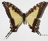  (Protographium dioxippus - 15-SRNP-30549)  @15 [ ] CreativeCommons  Attribution Non-Commercial Share-Alike (2016) Unspecified Guanacaste Dry Forest Conservation Fund