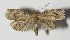  (Subtranstillaspis hypochloris - 12-SRNP-35079)  @14 [ ] CreativeCommons  Attribution Non-Commercial Share-Alike (2017) Daniel H. Janzen Guanacaste Dry Forest Conservation Fund