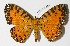  (Argyrogrammana venilia - 12-SRNP-44384)  @14 [ ] CreativeCommons  Attribution Non-Commercial Share-Alike (2017) Daniel H. Janzen Guanacaste Dry Forest Conservation Fund