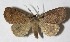  (Paraceliptera - 13-SRNP-18557)  @15 [ ] CreativeCommons - Attribution Non-Commercial Share-Alike (2014) Daniel H. Janzen Guanacaste Dry Forest Conservation Fund