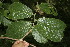  (Sapranthus palanga - BioBot00005)  @11 [ ] CreativeCommons - Attribution Non-Commercial Share-Alike (2010) Daniel H. Janzen Guanacaste Dry Forest Conservation Fund