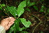  ( - BioBot00105)  @11 [ ] CreativeCommons - Attribution Non-Commercial Share-Alike (2010) Daniel H. Janzen Guanacaste Dry Forest Conservation Fund