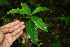  ( - BioBot00105)  @11 [ ] CreativeCommons - Attribution Non-Commercial Share-Alike (2010) Daniel H. Janzen Guanacaste Dry Forest Conservation Fund