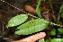  ( - BioBot00110)  @11 [ ] CreativeCommons - Attribution Non-Commercial Share-Alike (2010) Daniel H. Janzen Guanacaste Dry Forest Conservation Fund