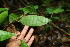  ( - BioBot00112)  @11 [ ] CreativeCommons - Attribution Non-Commercial Share-Alike (2010) Daniel H. Janzen Guanacaste Dry Forest Conservation Fund