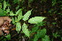  ( - BioBot00113)  @11 [ ] CreativeCommons - Attribution Non-Commercial Share-Alike (2010) Daniel H. Janzen Guanacaste Dry Forest Conservation Fund