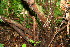  ( - BioBot00115)  @11 [ ] CreativeCommons - Attribution Non-Commercial Share-Alike (2010) Daniel H. Janzen Guanacaste Dry Forest Conservation Fund