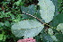  (Annona purpurea - BioBot00116)  @11 [ ] CreativeCommons - Attribution Non-Commercial Share-Alike (2010) Daniel H. Janzen Guanacaste Dry Forest Conservation Fund