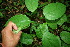  ( - BioBot00125)  @11 [ ] CreativeCommons - Attribution Non-Commercial Share-Alike (2010) Daniel H. Janzen Guanacaste Dry Forest Conservation Fund