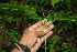  ( - BioBot00126)  @11 [ ] CreativeCommons - Attribution Non-Commercial Share-Alike (2010) Daniel H. Janzen Guanacaste Dry Forest Conservation Fund