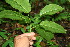  ( - BioBot00126)  @11 [ ] CreativeCommons - Attribution Non-Commercial Share-Alike (2010) Daniel H. Janzen Guanacaste Dry Forest Conservation Fund