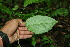  ( - BioBot00126)  @11 [ ] CreativeCommons - Attribution Non-Commercial Share-Alike (2010) Daniel H. Janzen Guanacaste Dry Forest Conservation Fund