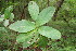  ( - BioBot00185)  @11 [ ] CreativeCommons - Attribution Non-Commercial Share-Alike (2010) Daniel H. Janzen Guanacaste Dry Forest Conservation Fund