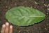  (Eugenia salamensis - BioBot00185)  @11 [ ] CreativeCommons - Attribution Non-Commercial Share-Alike (2010) Daniel H. Janzen Guanacaste Dry Forest Conservation Fund