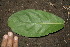  ( - BioBot00185)  @11 [ ] CreativeCommons - Attribution Non-Commercial Share-Alike (2010) Daniel H. Janzen Guanacaste Dry Forest Conservation Fund