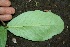  ( - BioBot00187)  @11 [ ] CreativeCommons - Attribution Non-Commercial Share-Alike (2010) Daniel H. Janzen Guanacaste Dry Forest Conservation Fund