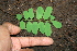  (Myrospermum - BioBot00260)  @11 [ ] CreativeCommons - Attribution Non-Commercial Share-Alike (2010) Daniel H. Janzen Guanacaste Dry Forest Conservation Fund