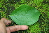  ( - BioBot00266)  @11 [ ] CreativeCommons - Attribution Non-Commercial Share-Alike (2010) Daniel H. Janzen Guanacaste Dry Forest Conservation Fund