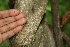  ( - BioBot00267)  @11 [ ] CreativeCommons - Attribution Non-Commercial Share-Alike (2010) Daniel H. Janzen Guanacaste Dry Forest Conservation Fund