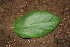  ( - BioBot00273)  @11 [ ] CreativeCommons - Attribution Non-Commercial Share-Alike (2010) Daniel H. Janzen Guanacaste Dry Forest Conservation Fund