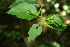  ( - BioBot00275)  @11 [ ] CreativeCommons - Attribution Non-Commercial Share-Alike (2010) Daniel H. Janzen Guanacaste Dry Forest Conservation Fund