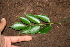  ( - BioBot00277)  @11 [ ] CreativeCommons - Attribution Non-Commercial Share-Alike (2010) Daniel H. Janzen Guanacaste Dry Forest Conservation Fund