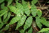  ( - BioBot00325)  @11 [ ] CreativeCommons - Attribution Non-Commercial Share-Alike (2010) Daniel H. Janzen Guanacaste Dry Forest Conservation Fund