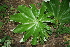  ( - BioBot00352)  @11 [ ] CreativeCommons - Attribution Non-Commercial Share-Alike (2010) Daniel H. Janzen Guanacaste Dry Forest Conservation Fund