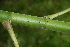  ( - BioBot00353)  @11 [ ] CreativeCommons - Attribution Non-Commercial Share-Alike (2010) Daniel H. Janzen Guanacaste Dry Forest Conservation Fund