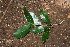  (Sloanea terniflora - BioBot00355)  @11 [ ] CreativeCommons - Attribution Non-Commercial Share-Alike (2010) Daniel H. Janzen Guanacaste Dry Forest Conservation Fund