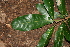  ( - BioBot00356)  @11 [ ] CreativeCommons - Attribution Non-Commercial Share-Alike (2010) Daniel H. Janzen Guanacaste Dry Forest Conservation Fund