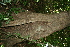  ( - BioBot00357)  @11 [ ] CreativeCommons - Attribution Non-Commercial Share-Alike (2010) Daniel H. Janzen Guanacaste Dry Forest Conservation Fund