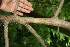  ( - BioBot00359)  @11 [ ] CreativeCommons - Attribution Non-Commercial Share-Alike (2010) Daniel H. Janzen Guanacaste Dry Forest Conservation Fund