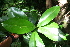  ( - BioBot00359)  @11 [ ] CreativeCommons - Attribution Non-Commercial Share-Alike (2010) Daniel H. Janzen Guanacaste Dry Forest Conservation Fund