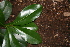  ( - BioBot00359)  @11 [ ] CreativeCommons - Attribution Non-Commercial Share-Alike (2010) Daniel H. Janzen Guanacaste Dry Forest Conservation Fund