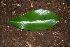  ( - BioBot00359)  @11 [ ] CreativeCommons - Attribution Non-Commercial Share-Alike (2010) Daniel H. Janzen Guanacaste Dry Forest Conservation Fund