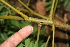  ( - BioBot00369)  @11 [ ] CreativeCommons - Attribution Non-Commercial Share-Alike (2010) Daniel H. Janzen Guanacaste Dry Forest Conservation Fund