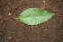  ( - BioBot00370)  @11 [ ] CreativeCommons - Attribution Non-Commercial Share-Alike (2010) Daniel H. Janzen Guanacaste Dry Forest Conservation Fund