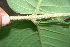  ( - BioBot00374)  @11 [ ] CreativeCommons - Attribution Non-Commercial Share-Alike (2010) Daniel H. Janzen Guanacaste Dry Forest Conservation Fund