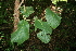  ( - BioBot00375)  @11 [ ] CreativeCommons - Attribution Non-Commercial Share-Alike (2010) Daniel H. Janzen Guanacaste Dry Forest Conservation Fund