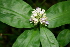  ( - BioBot00377)  @11 [ ] CreativeCommons - Attribution Non-Commercial Share-Alike (2010) Daniel H. Janzen Guanacaste Dry Forest Conservation Fund