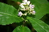  (Dichorisandra amabilis - BioBot00377)  @11 [ ] CreativeCommons - Attribution Non-Commercial Share-Alike (2010) Daniel H. Janzen Guanacaste Dry Forest Conservation Fund