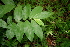  (Dichorisandra amabilis - BioBot00377)  @11 [ ] CreativeCommons - Attribution Non-Commercial Share-Alike (2010) Daniel H. Janzen Guanacaste Dry Forest Conservation Fund