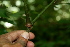  ( - BioBot00377)  @11 [ ] CreativeCommons - Attribution Non-Commercial Share-Alike (2010) Daniel H. Janzen Guanacaste Dry Forest Conservation Fund